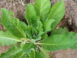 Verbascum lychnitis
