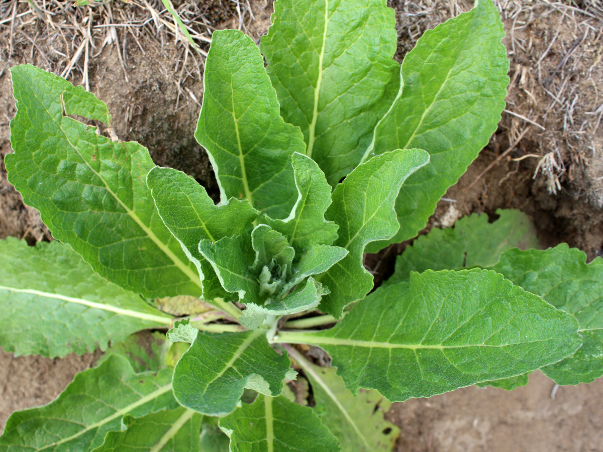 Image of Verbascum lychnitis specimen.