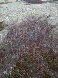 genus Salix