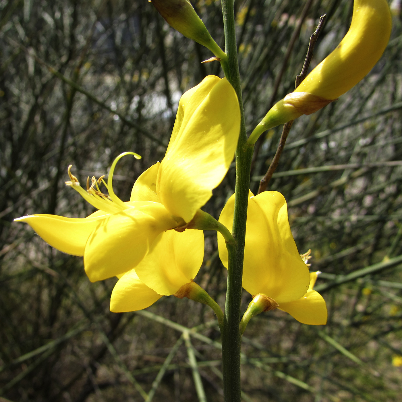 Image of Spartium junceum specimen.