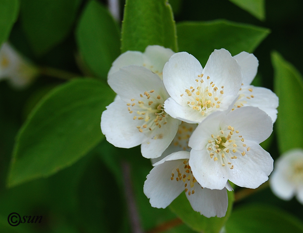 Изображение особи Philadelphus coronarius.