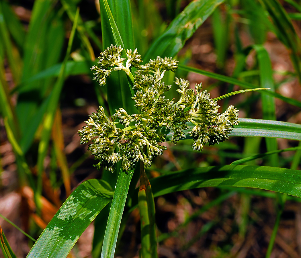 Изображение особи Scirpus sylvaticus.