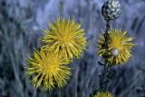 Centaurea orientalis. Верхушка растения с соцветиями и кормящимися тлями. Молдавия, Резинский р-н, окр. Троицкого монастыря в селе Сахарна. 23.06.2008.