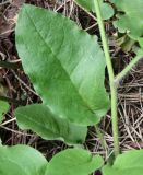 Hieracium pellucidum