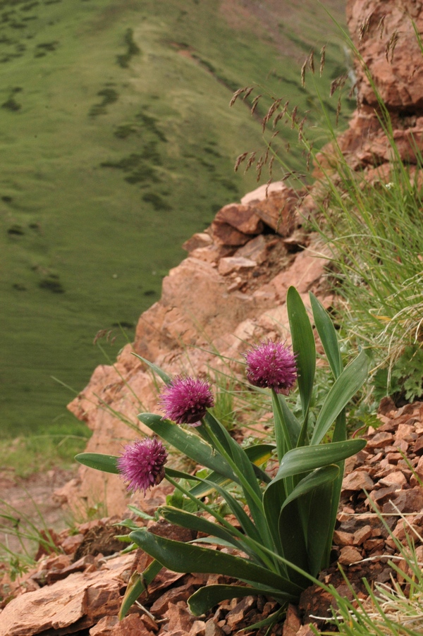 Image of Allium platyspathum specimen.