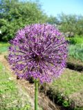Allium rosenorum
