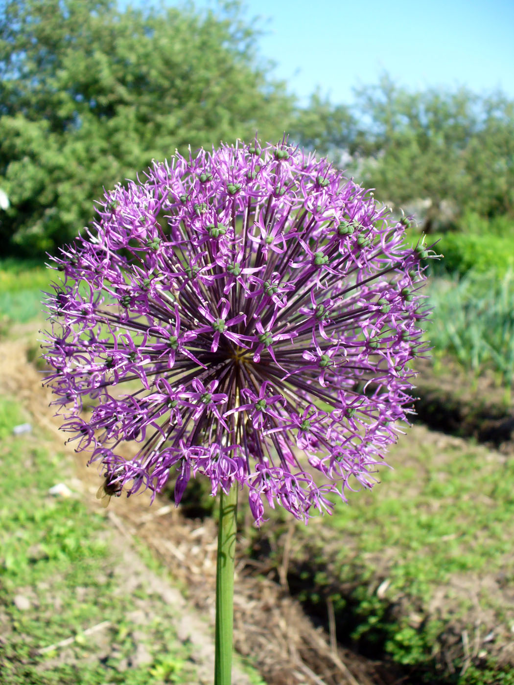 Image of Allium rosenorum specimen.