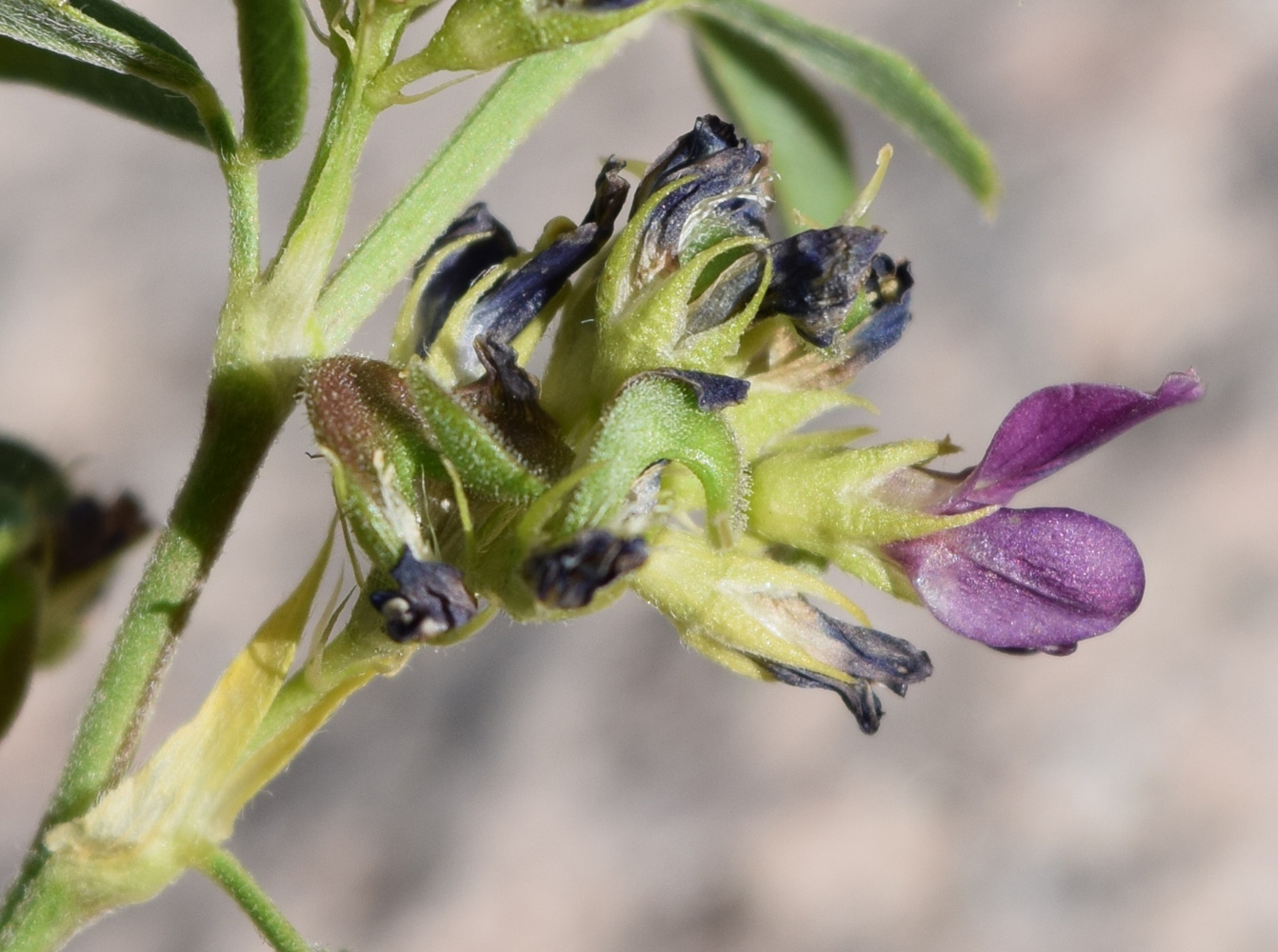 Image of Medicago tianschanica specimen.