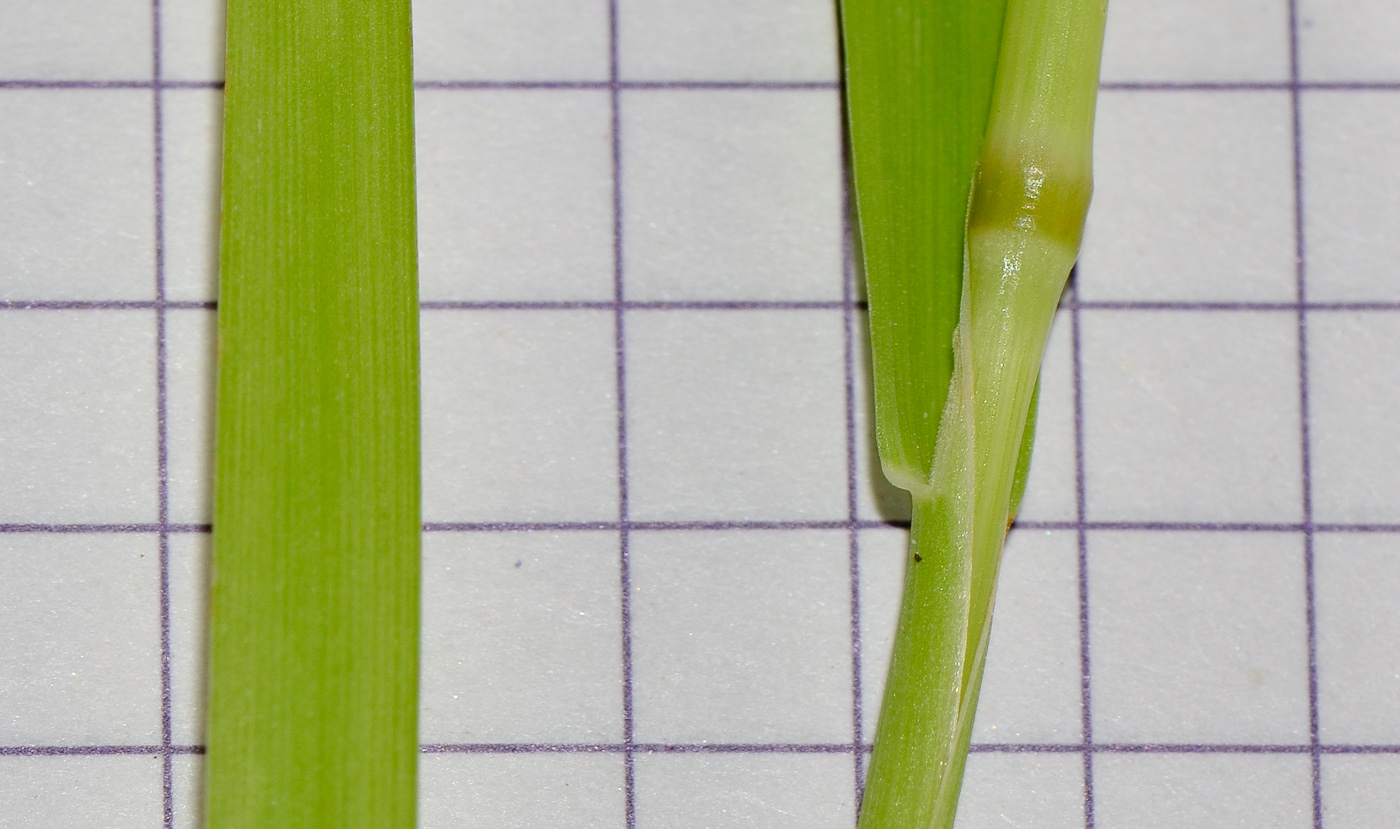 Image of Polypogon monspeliensis specimen.