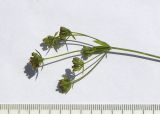 Bupleurum falcatum