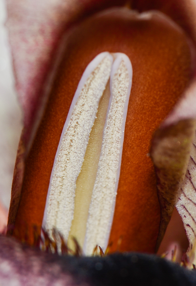 Image of Iris lortetii specimen.