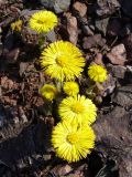 Tussilago farfara