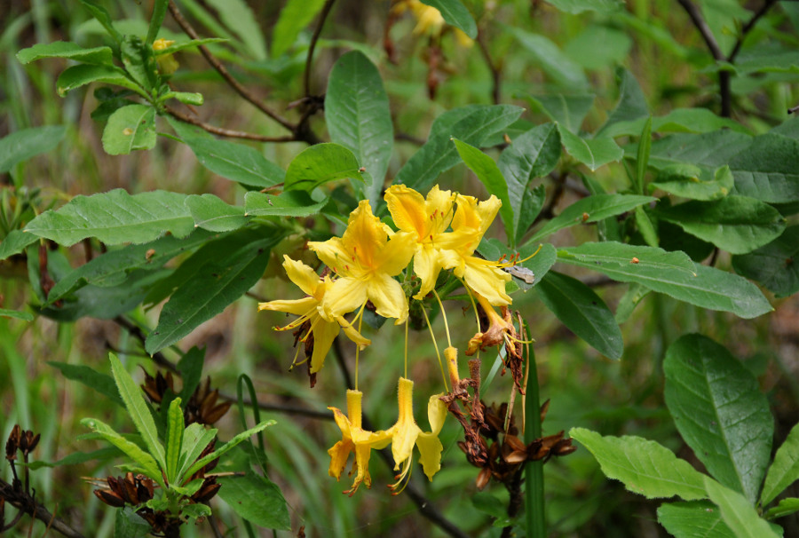 Изображение особи Rhododendron luteum.