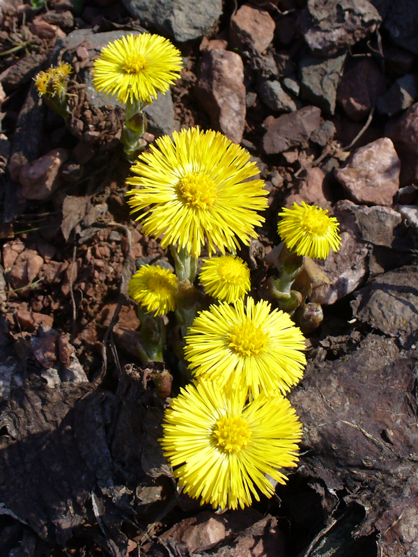 Image of Tussilago farfara specimen.