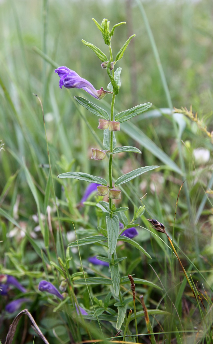 Изображение особи Scutellaria scordiifolia.