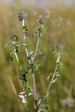 Echinops tataricus. Верхушка цветущего растения. Татарстан, Новошешминский р-н, остепненный луг на увале в окр. села Татарское Утяшкино. 4 июля 2016 г.