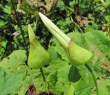 Calystegia silvatica. Бутоны. Краснодарский край, хр. Ачишхо, ур. Круглая Поляна, ок. 1450 м н.у.м., высокотравье. 01.08.2016.