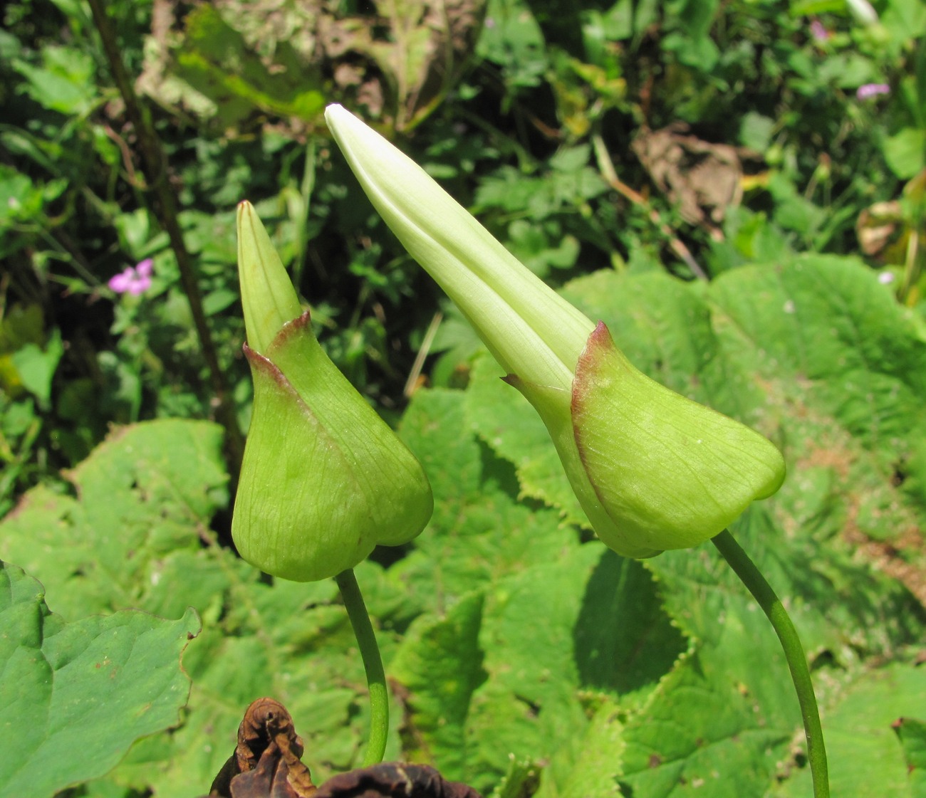 Image of Calystegia silvatica specimen.