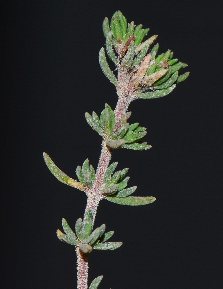 Image of Frankenia capitata specimen.