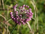 Allium sacculiferum. Соцветие с бутонами и распустившимися цветками. Приморье, окр. г. Находка, сопка Племянник, на вершине, заросли кустарников с одиночными деревьями. 17.09.2016.