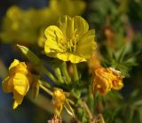 Oenothera biennis. Цветки. Казахстан, Алматинская обл., Кербулакский р-н, левый берег р. Коксу в р-не пос. Буденновское, полоса кустарников между остепненным лугом и галечным пляжем, 1100 м н.у.м. 25.08.2016.