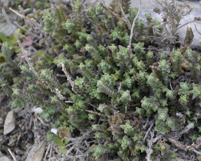 Image of genus Crucianella specimen.