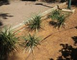 Liriope muscari