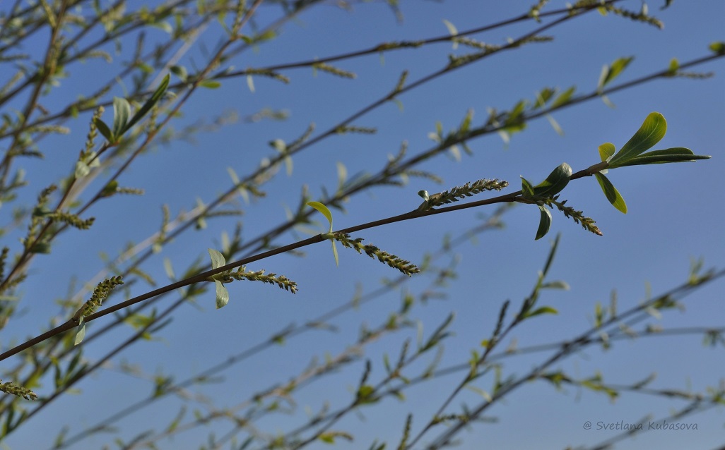 Image of Salix ledebouriana specimen.