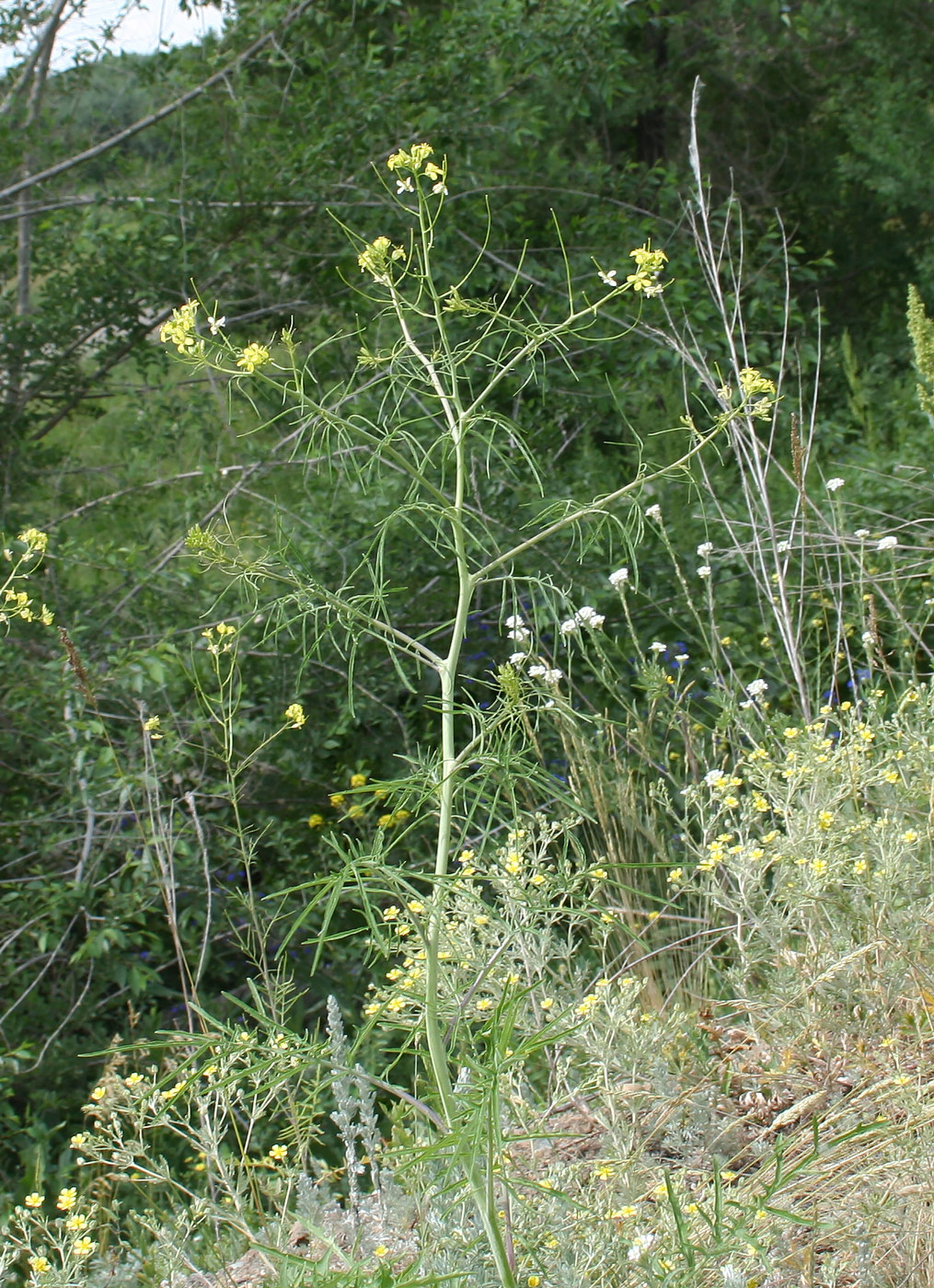 Image of Sisymbrium altissimum specimen.