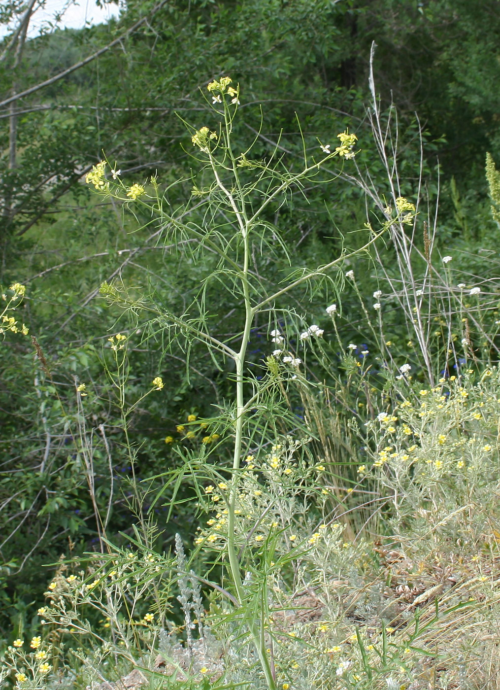 Изображение особи Sisymbrium altissimum.