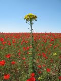 Pseudohandelia umbellifera. Верхушка цветущего растения в сообществе с Papaver pavoninum. Казахстан, Алматинская обл., Илийский р-н, плато Карой в окр с. Курты, старая залежь. 19 мая 2016 г.