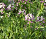 Lobularia maritima. Верхушки побегов с соцветиями. Республика Татарстан, г. Казань, Успенский Зилантов монастырь, цветник. 18.06.2015.