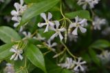 Trachelospermum jasminoides
