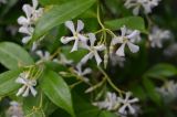 Trachelospermum jasminoides. Верхушки побегов с соцветиями и сидящей мухой (Drosophilidae?). Крым, Южный Берег, Партенит, парк ЛОК \"Айвазовское. 15.06.2014.