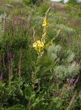 Verbascum pyramidatum. Цветущее растение. Украина, Запорожский р-н, Дурная балка, разнотравная степь. 18.06.2016.