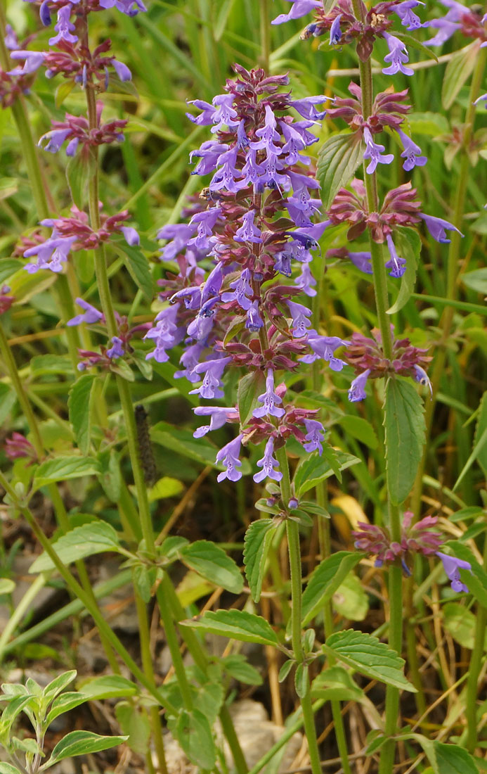 Image of Dracocephalum nutans specimen.