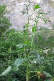 Dichrocephala integrifolia