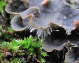 Peltigera praetextata