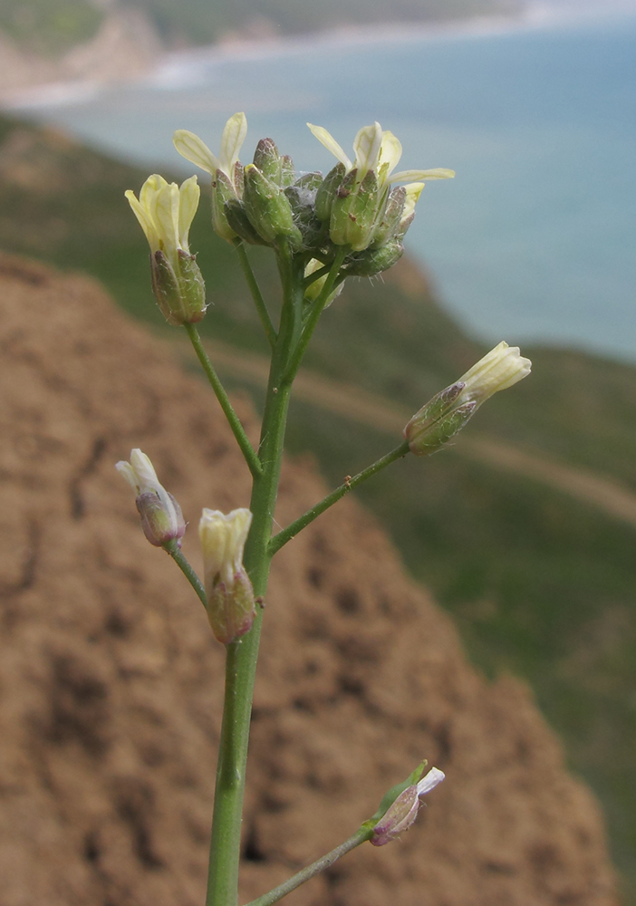 Image of Camelina rumelica specimen.