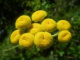 Tanacetum turlanicum. Соцветия. Республика Алтай, Усть-Коксинский р-н, Уймонская долина, окр. села Усть-Кокса, Круглая сопка, южный склон. 16.06.2016.