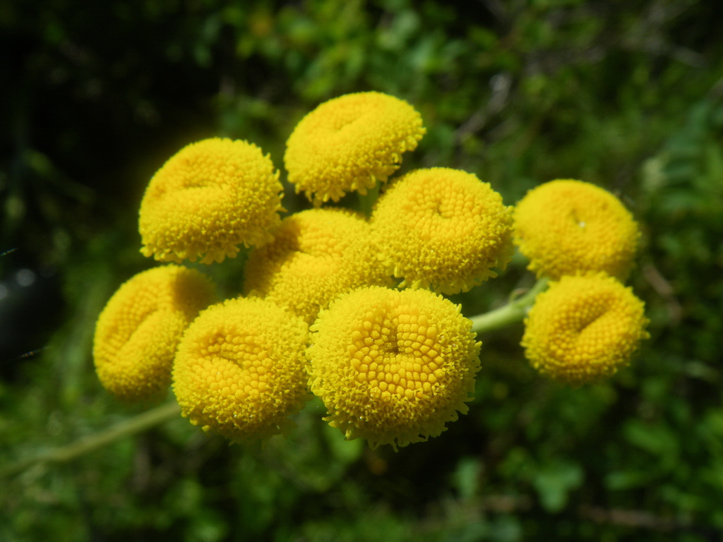 Image of Tanacetum turlanicum specimen.