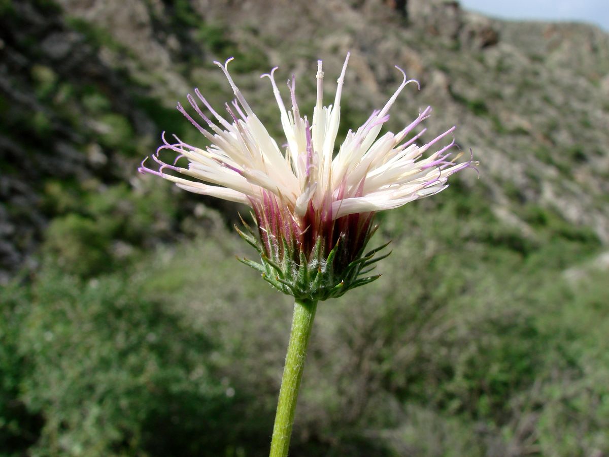 Image of Jurinea helichrysifolia specimen.