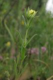 Helianthemum lasiocarpum