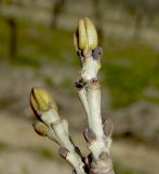 Fraxinus oxycarpa