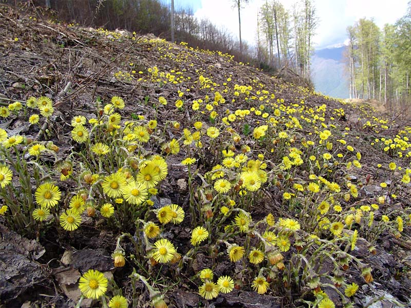 Изображение особи Tussilago farfara.