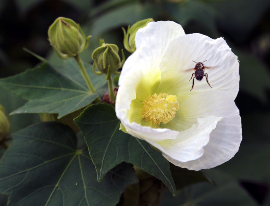 Image of Hibiscus &times; hybridus specimen.