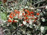 Cladonia deformis