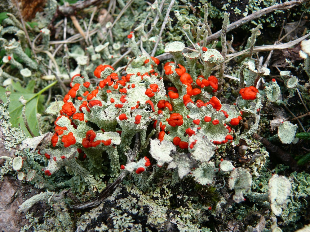 Изображение особи Cladonia deformis.