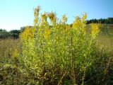 Solidago gigantea. Цветущие растения. Ульяновская обл., Инзенский р-н, окр. с. Валгуссы, сухой луг на открытом склоне. 5 августа 2016 г.