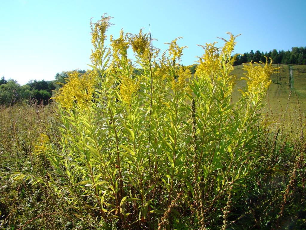 Изображение особи Solidago gigantea.